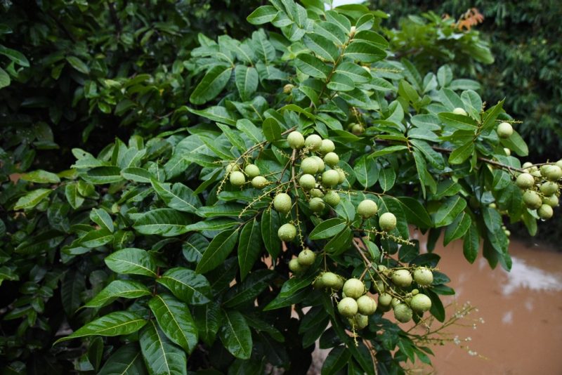 Dimocarpus longan, or longan, is the third most cultivated and second most exported fruit crop in Vietnam. In 2017, the tropical fruit’s export value was $62.13 million, a significant contribution to Vietnam’s economy.