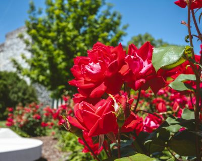 Bright red roses in full bloom fill the foreground of a garden on a sunny day. The petals are richly colored and detailed, with green leaves and stems adding contrast.